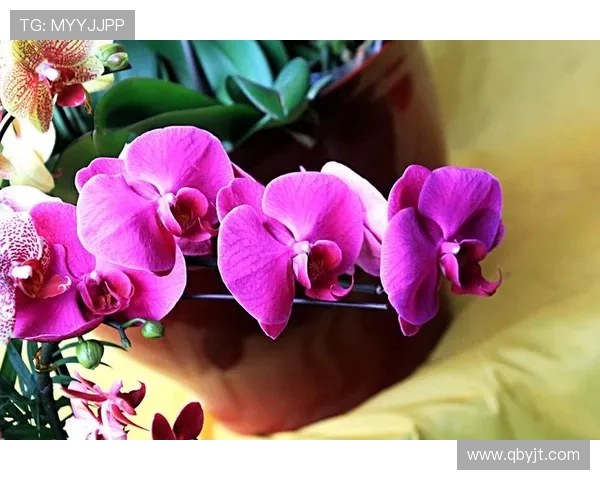 《蝴蝶兰》：当爱与命运交织，一场关于重生与救赎的绝美华章